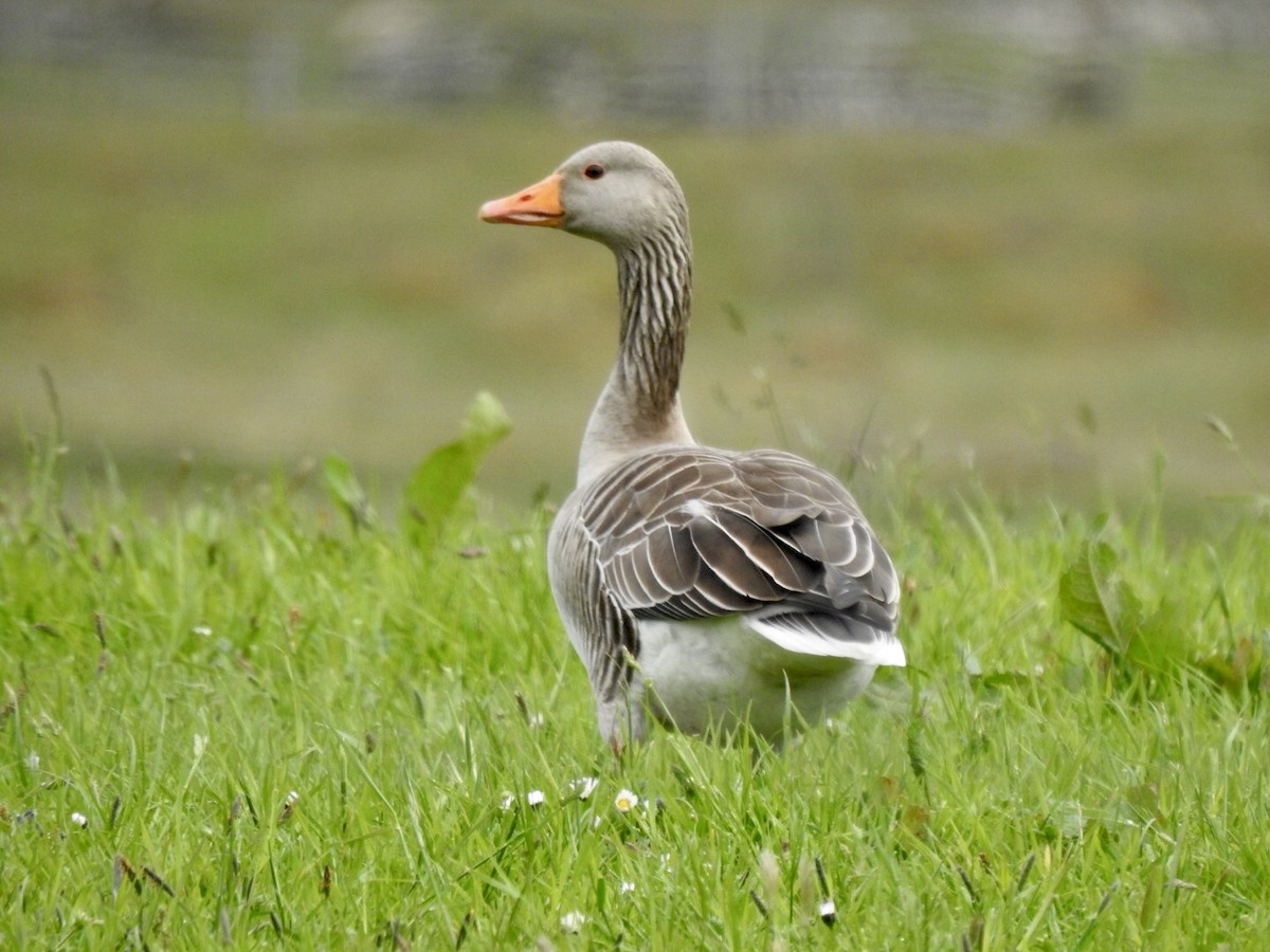 Graylag Goose - ML615404469