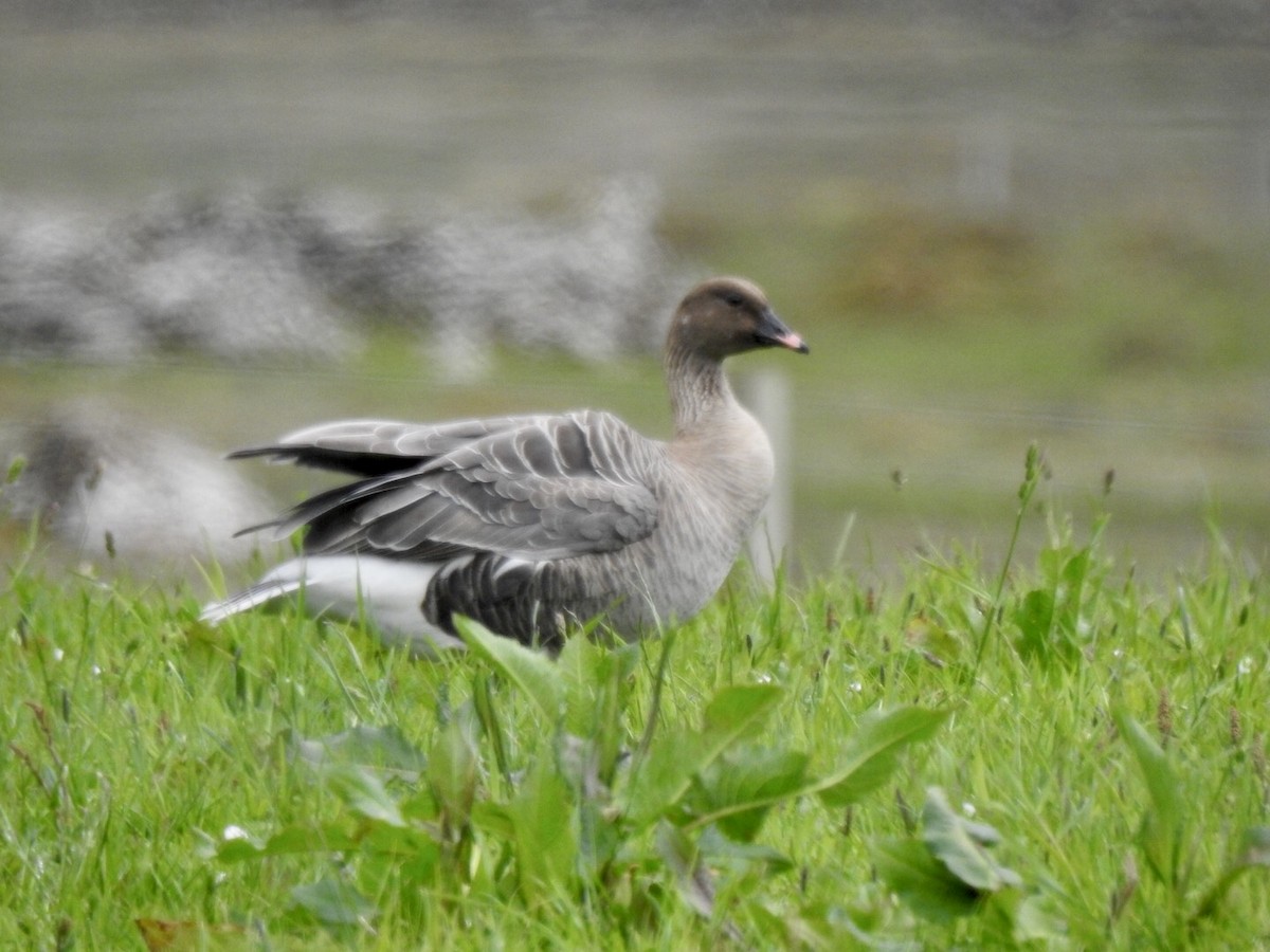 Pink-footed Goose - ML615404483