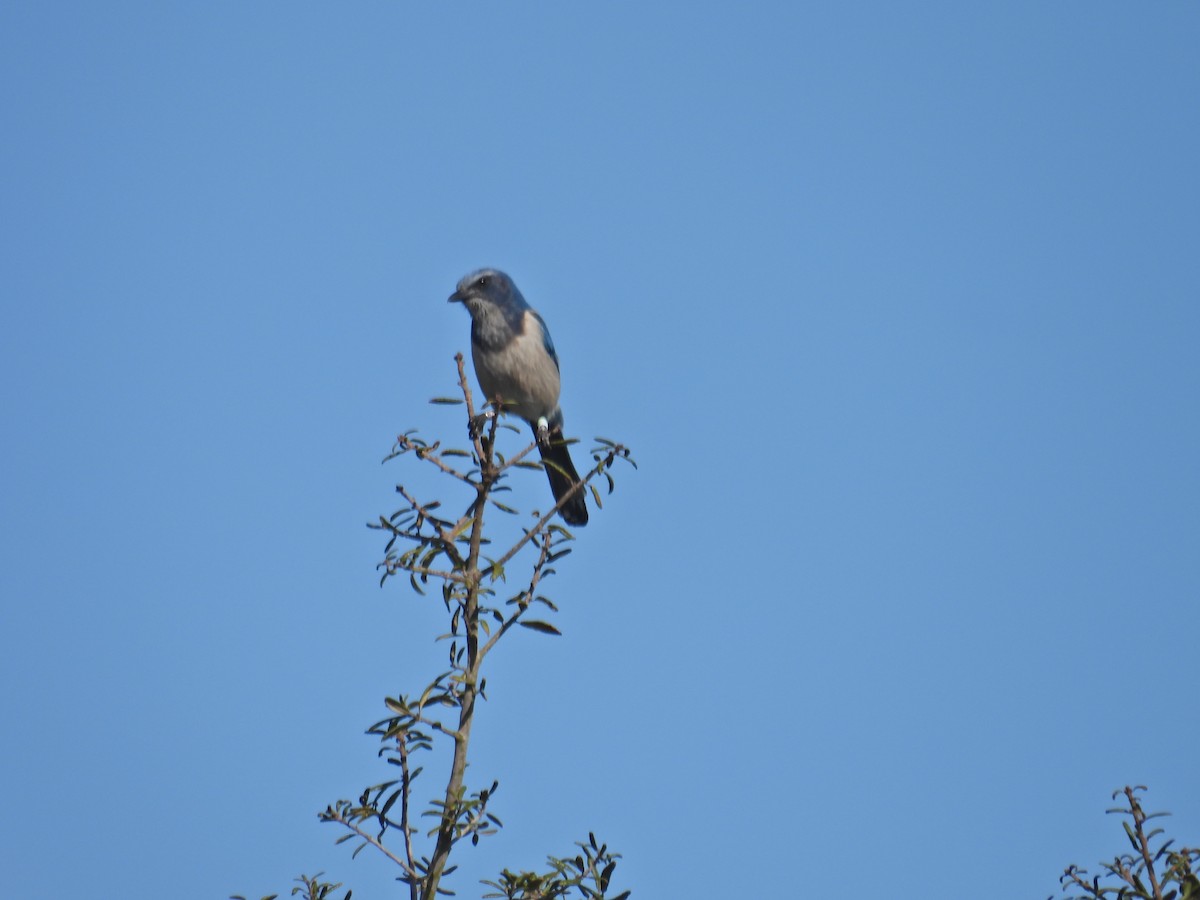 Florida Scrub-Jay - ML615404491