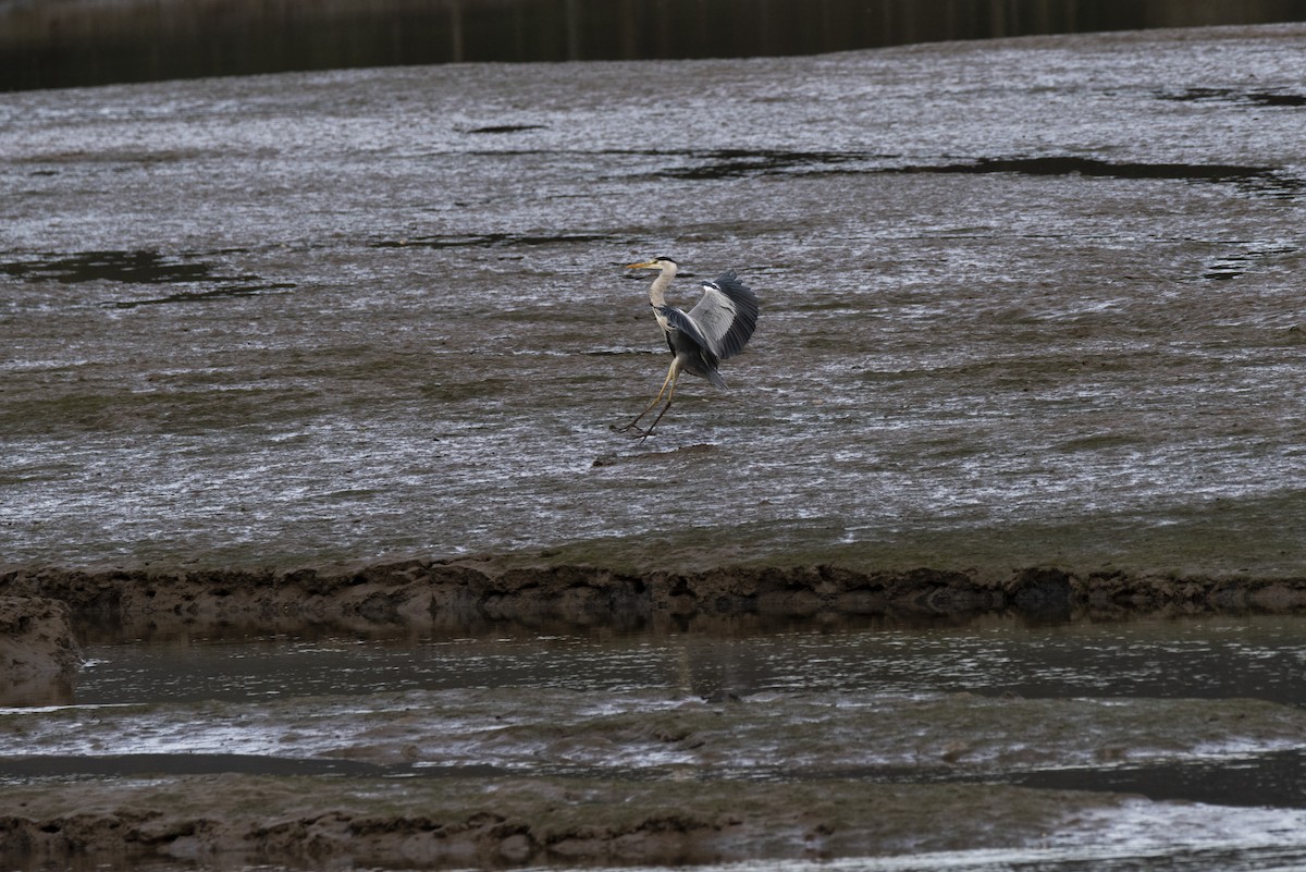 Gray Heron - ML615404499