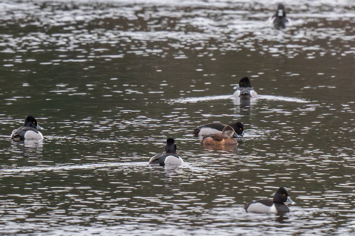 Ring-necked Duck - ML615404518