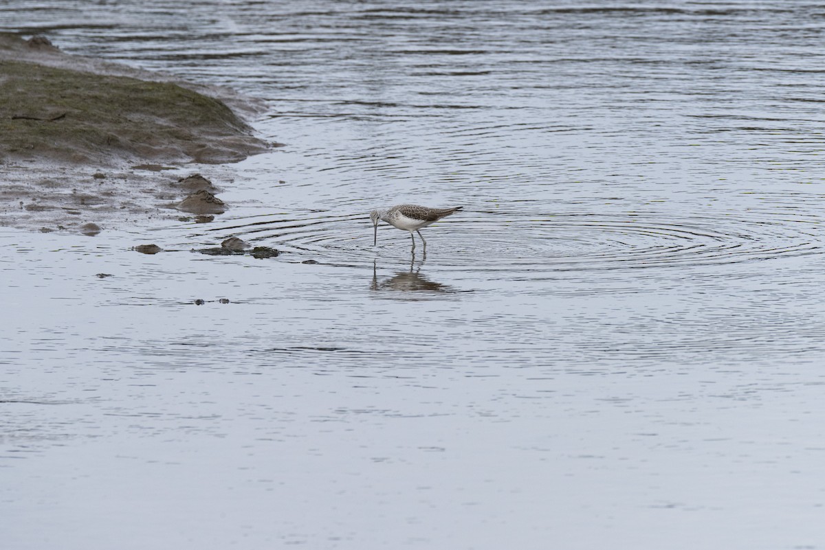 Common Greenshank - José Alberto Ramos Flecha