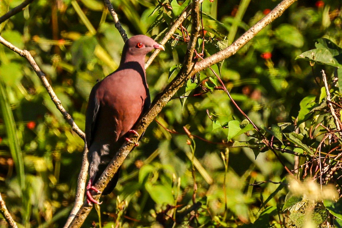 Pigeon à bec rouge - ML615404541