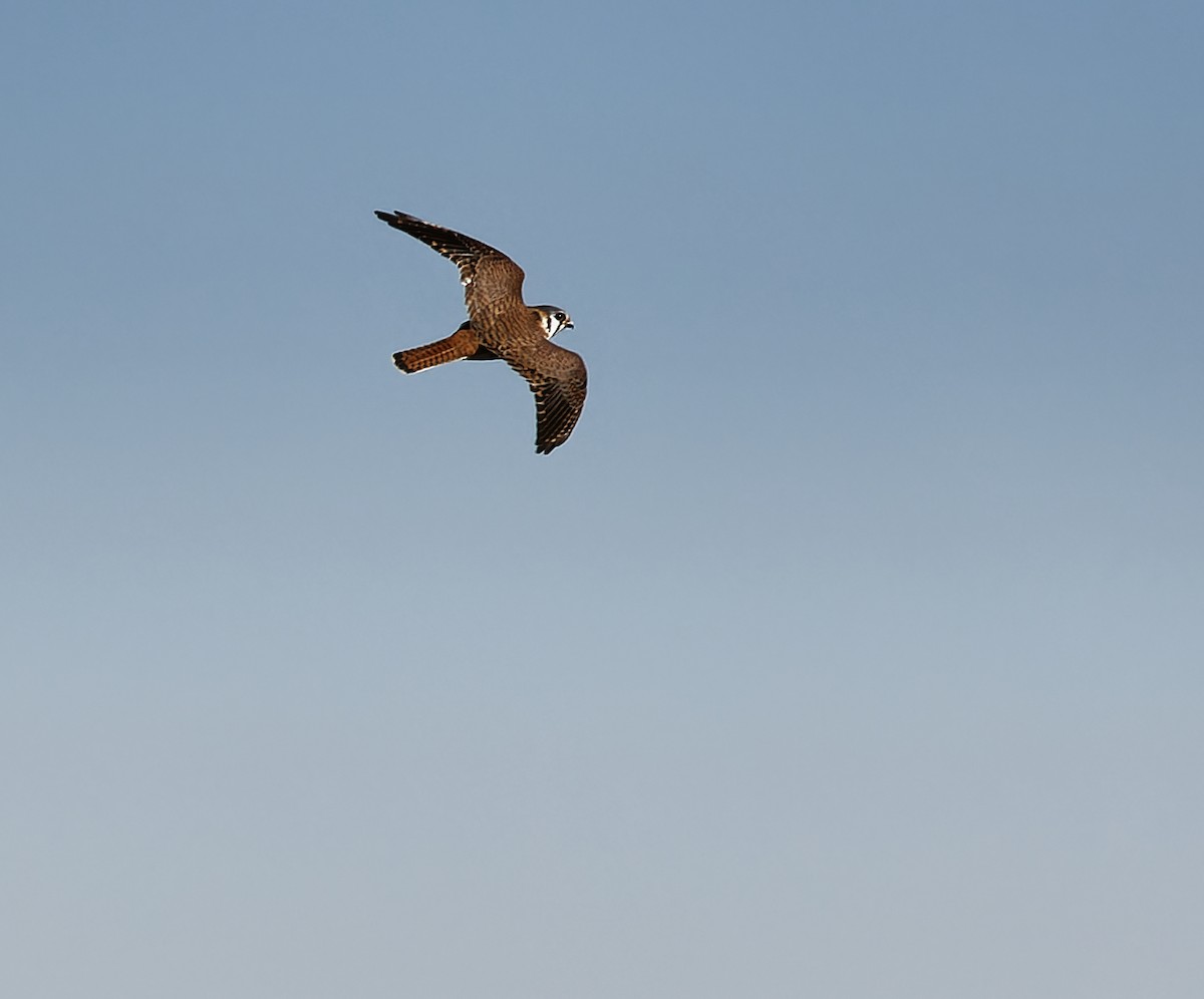 American Kestrel - Becki Guy