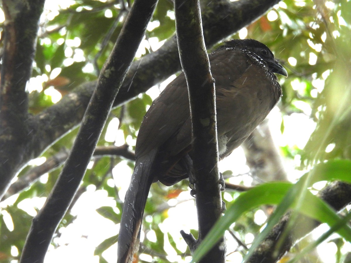 Gray-headed Chachalaca - ML615404612