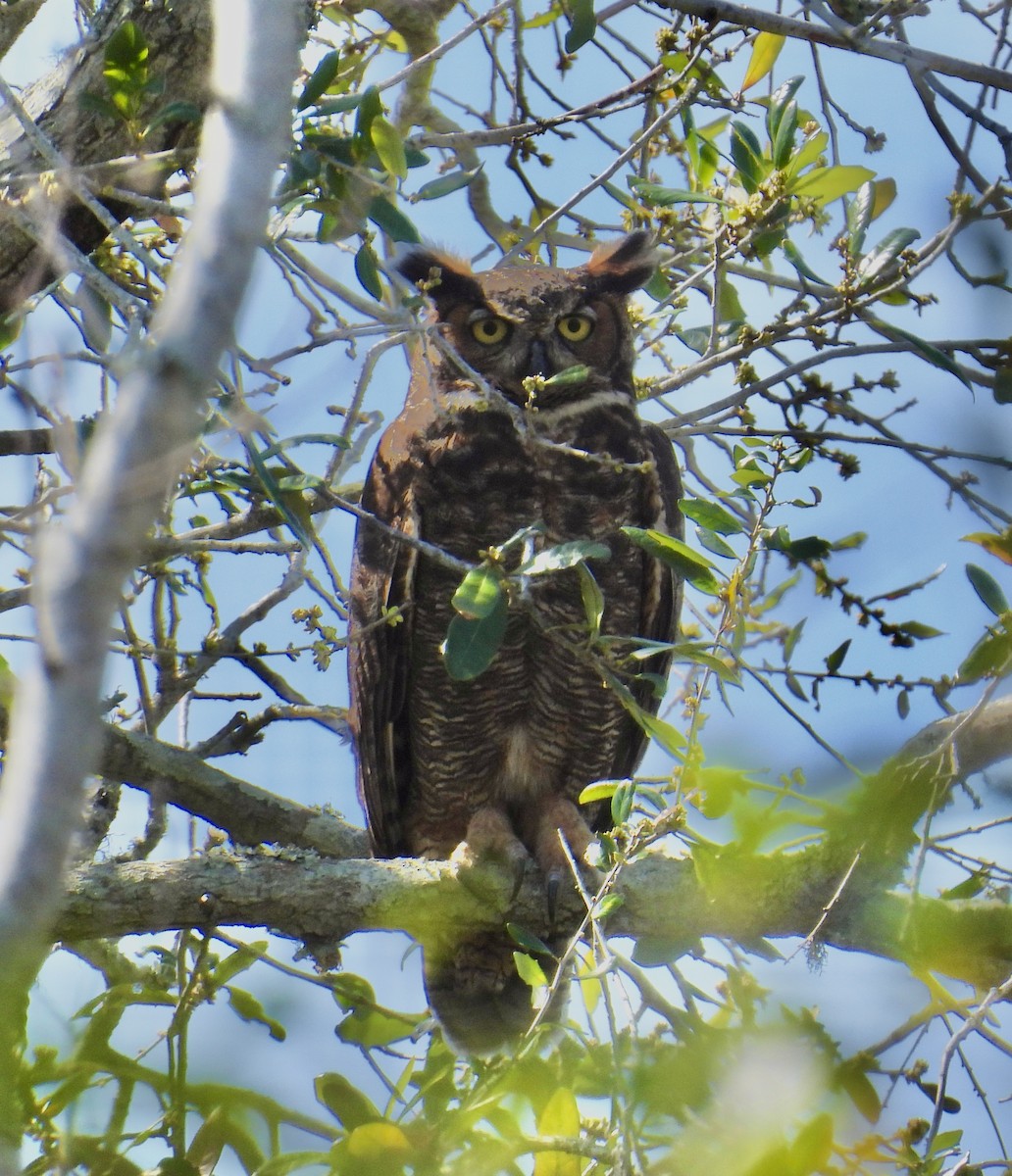 Great Horned Owl - ML615404624