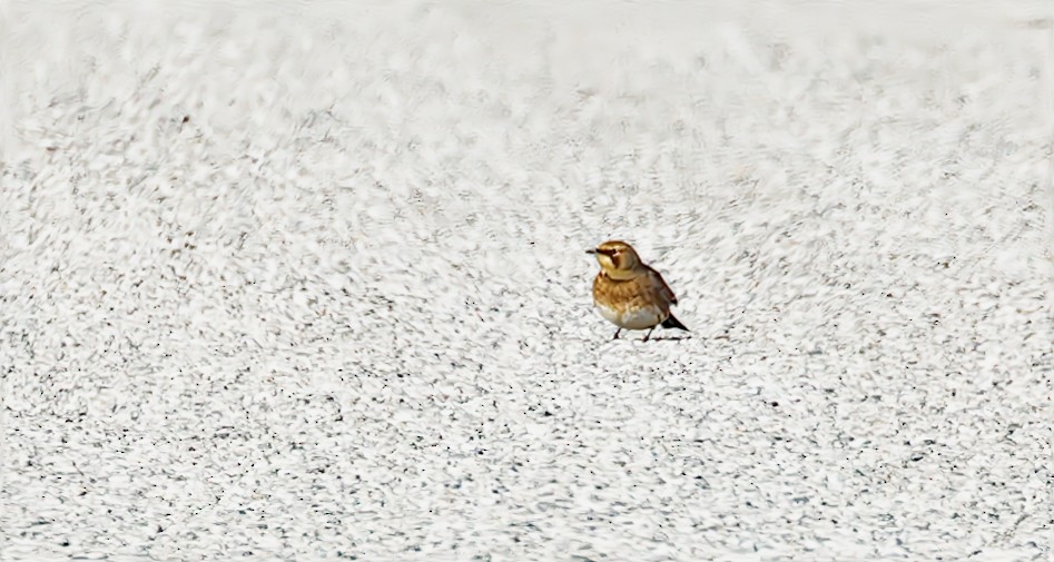 Horned Lark - ML615404638