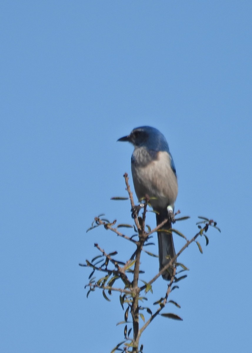 Florida Scrub-Jay - ML615404668