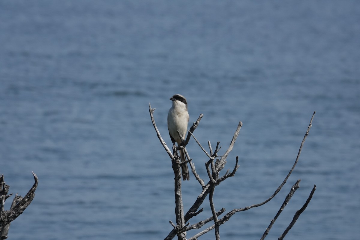 Long-tailed Shrike - ML615404675