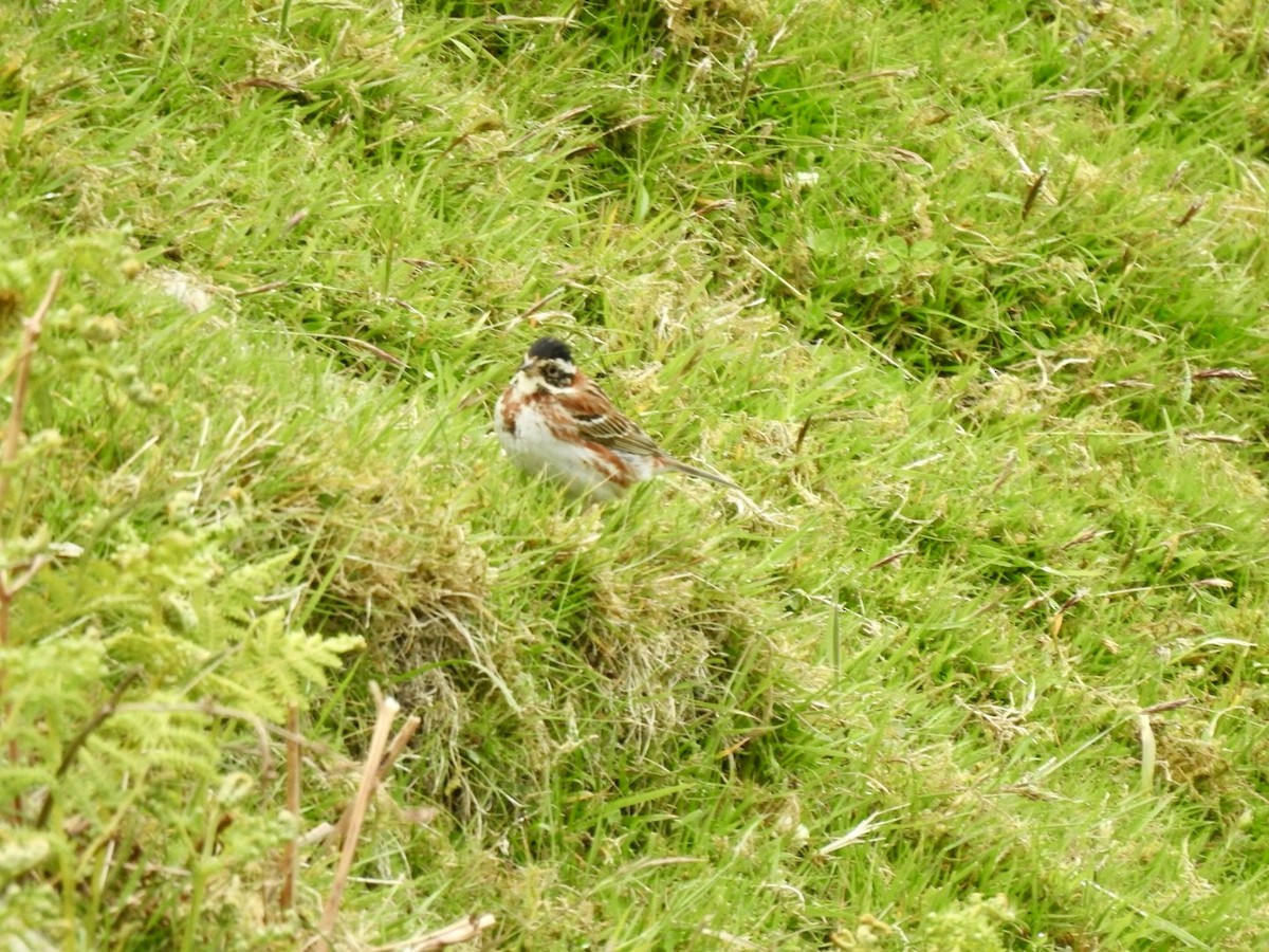 Rustic Bunting - ML615404678