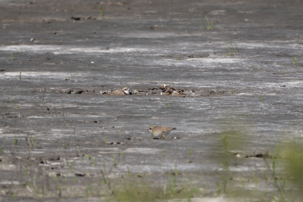 Semipalmated Plover - ML615404680