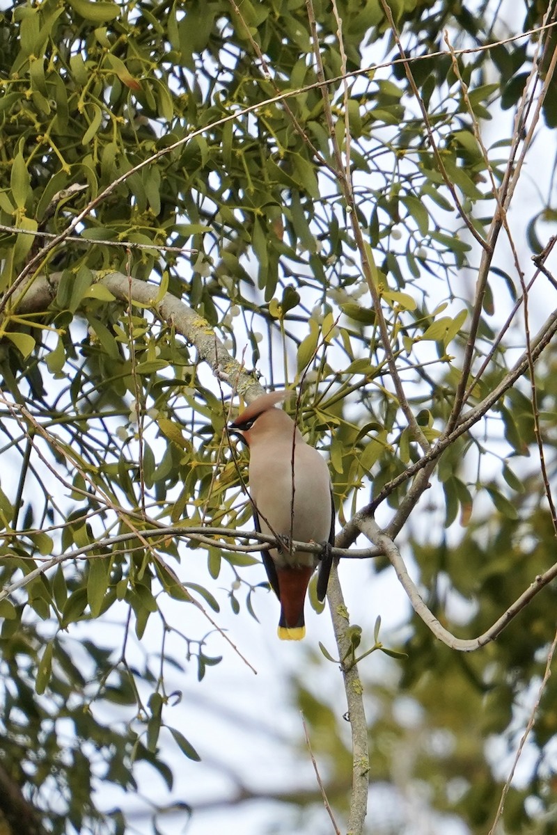 Bohemian Waxwing - ML615404703