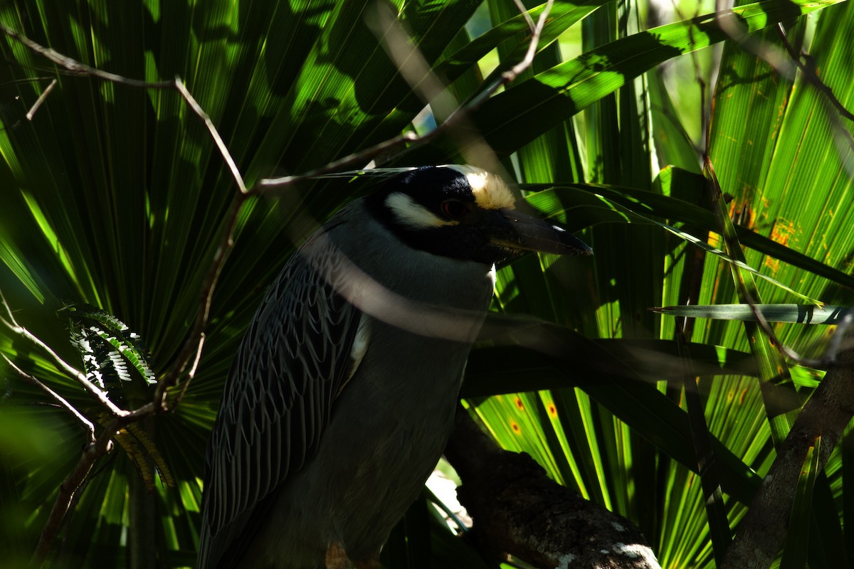 Yellow-crowned Night Heron - ML615404715