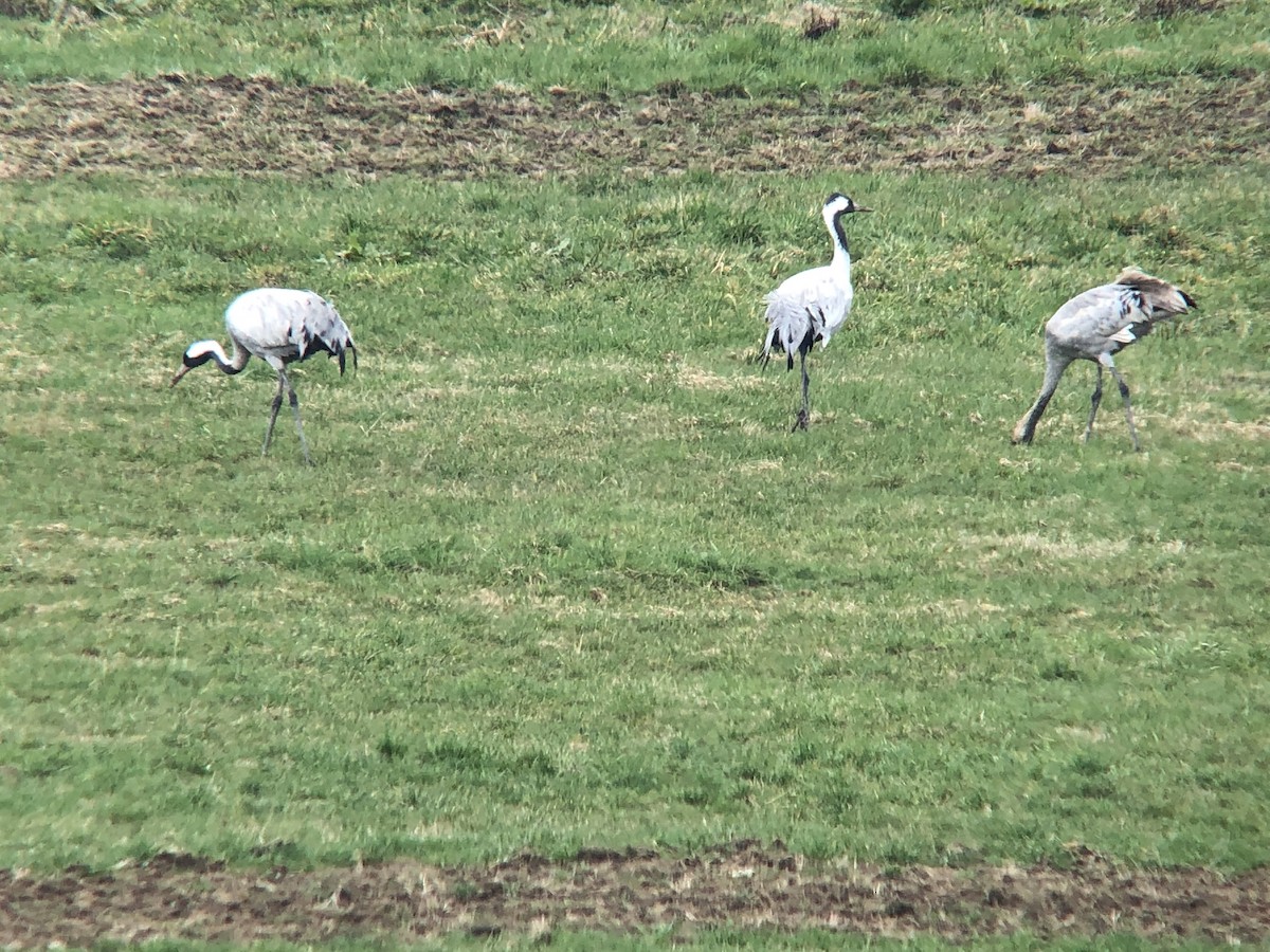 Common Crane - ML615404727