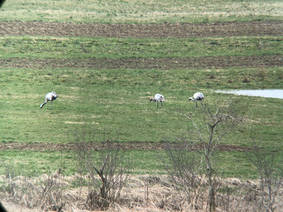 Common Crane - ML615404729