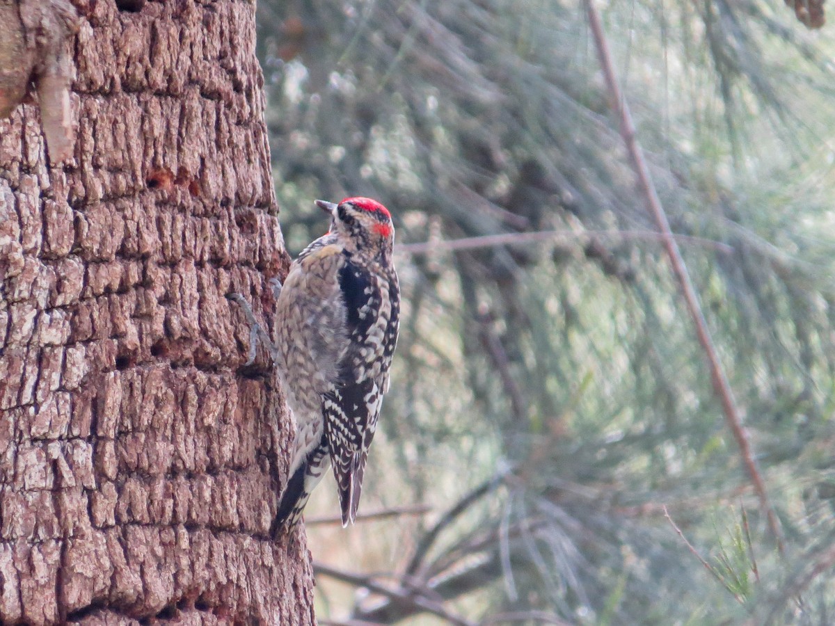 Red-naped Sapsucker - ML615404796