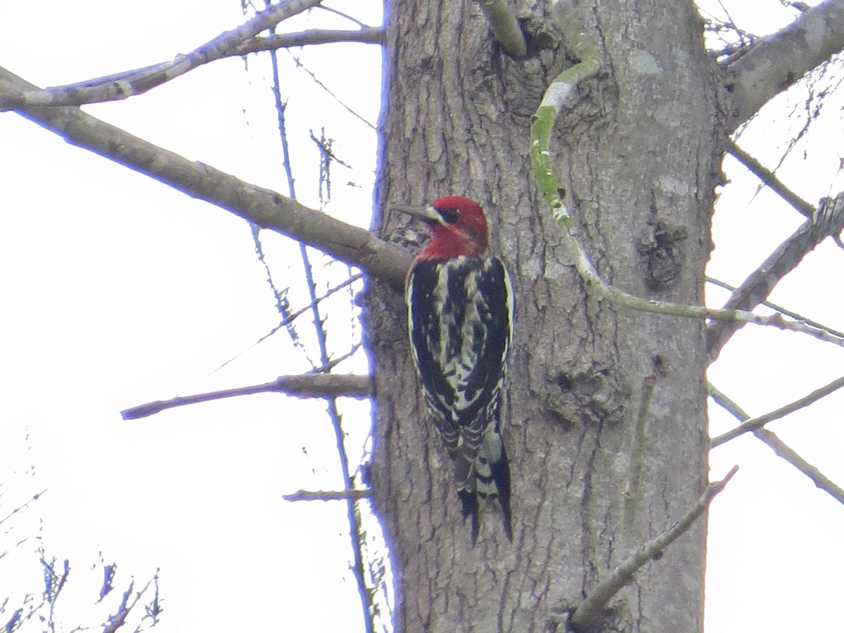 Red-breasted Sapsucker - ML615404801
