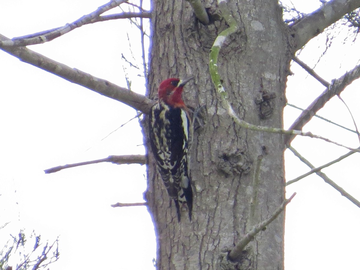 Red-breasted Sapsucker - ML615404802