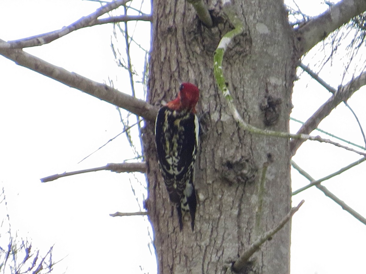 Red-breasted Sapsucker - ML615404803