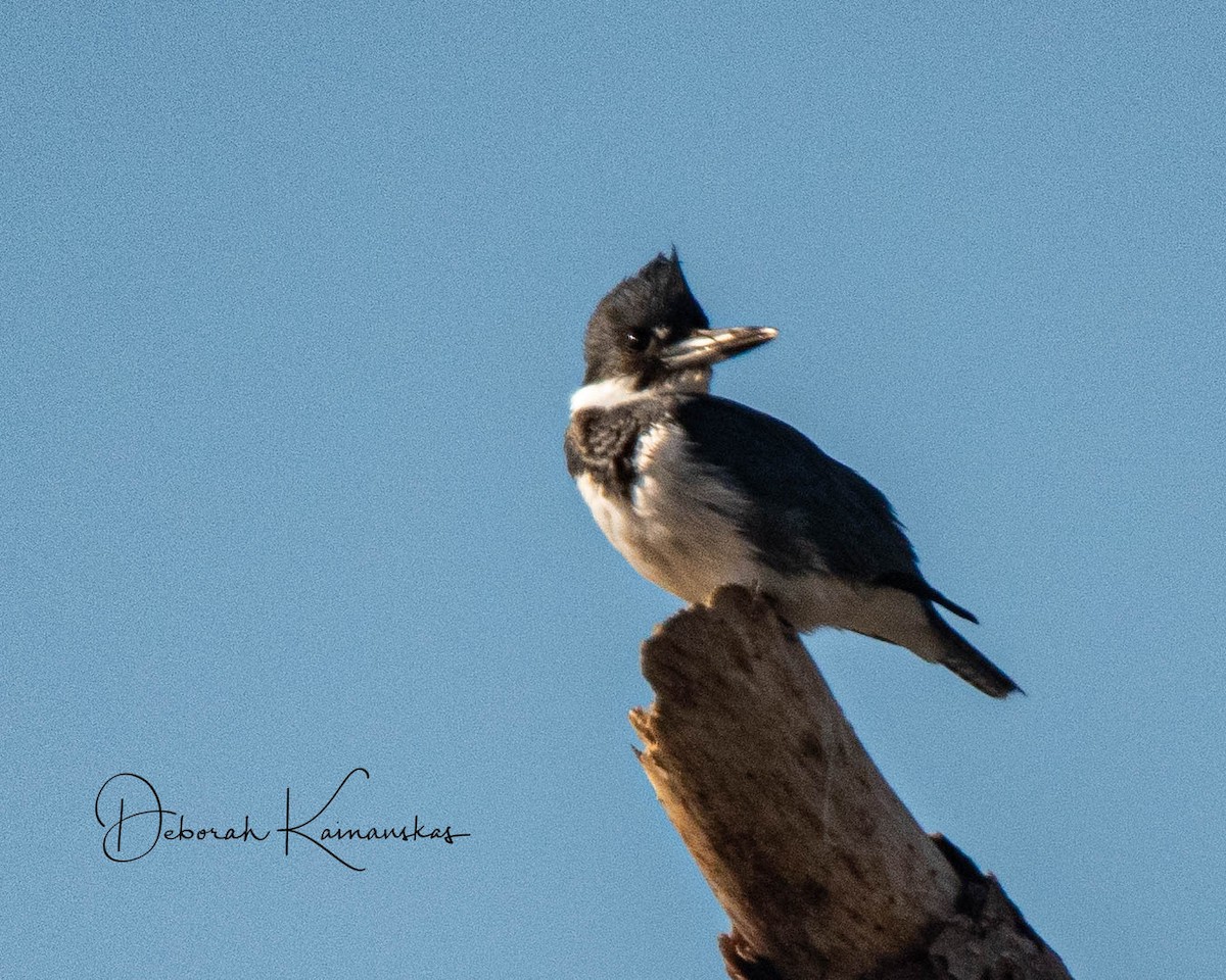 Belted Kingfisher - ML615404814