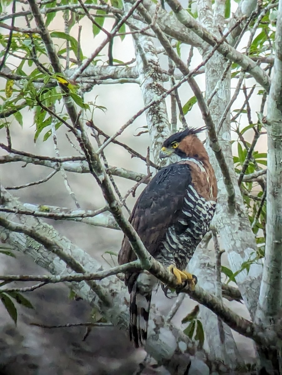 Ornate Hawk-Eagle - Kevin Parsons