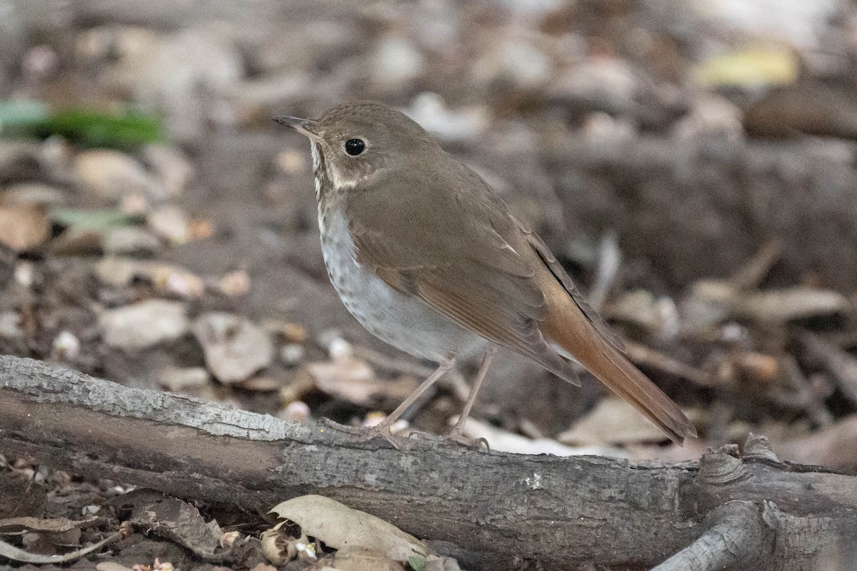 קיכלי חלוד-זנב - ML615404880