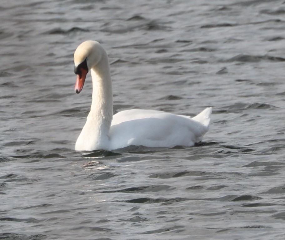 Cygne tuberculé - ML615404883