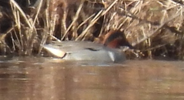 Krickente - ML615404903