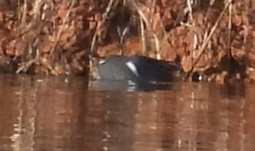 Krickente - ML615404904