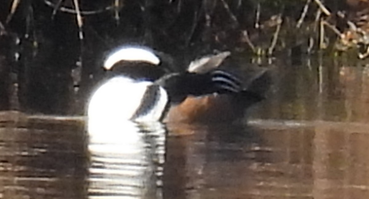 Kappensäger - ML615404922