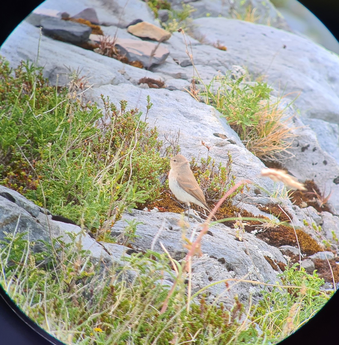 Spot-billed Ground-Tyrant - Tomás Saratscheff