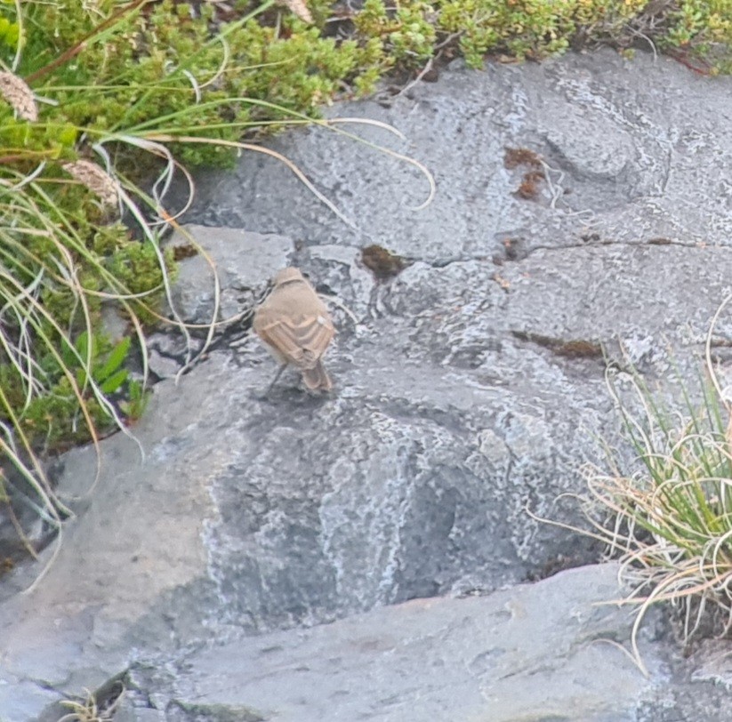 Spot-billed Ground-Tyrant - Tomás Saratscheff