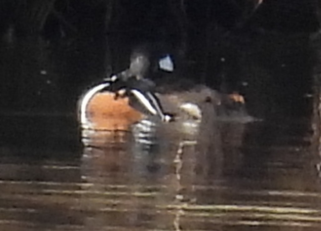 Kappensäger - ML615404940