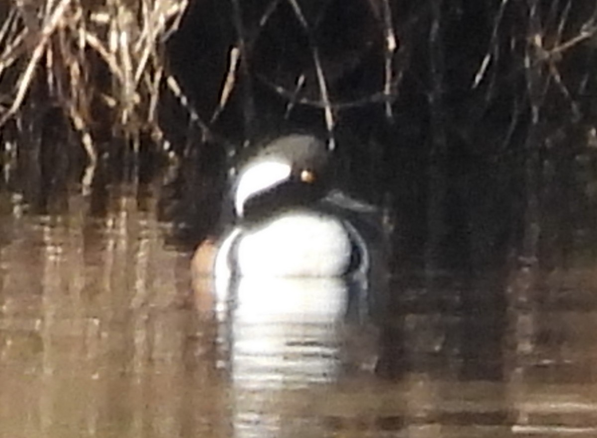 Kappensäger - ML615404941