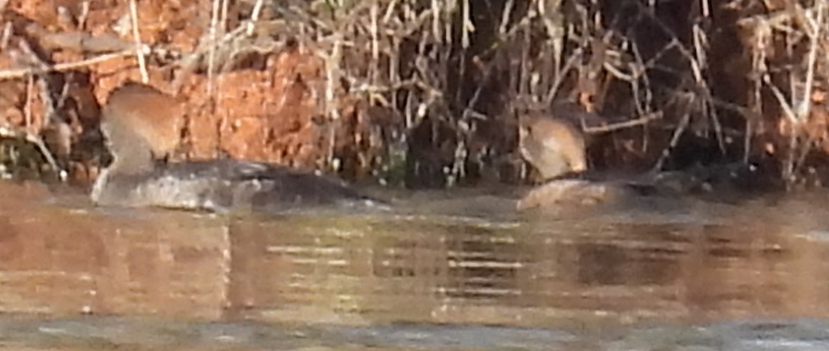 Kappensäger - ML615404942