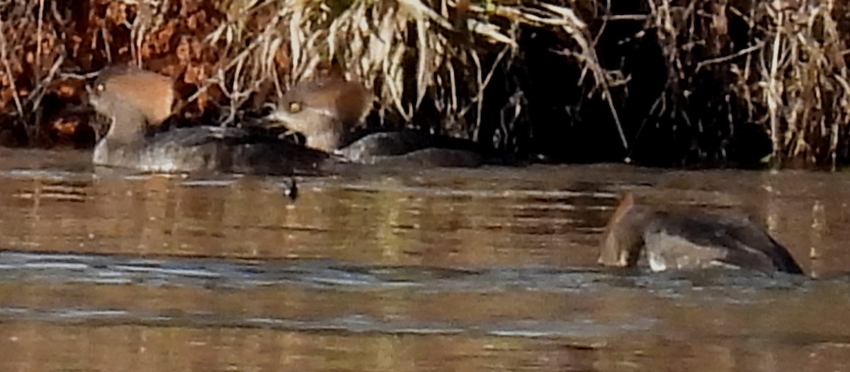 Kappensäger - ML615404943