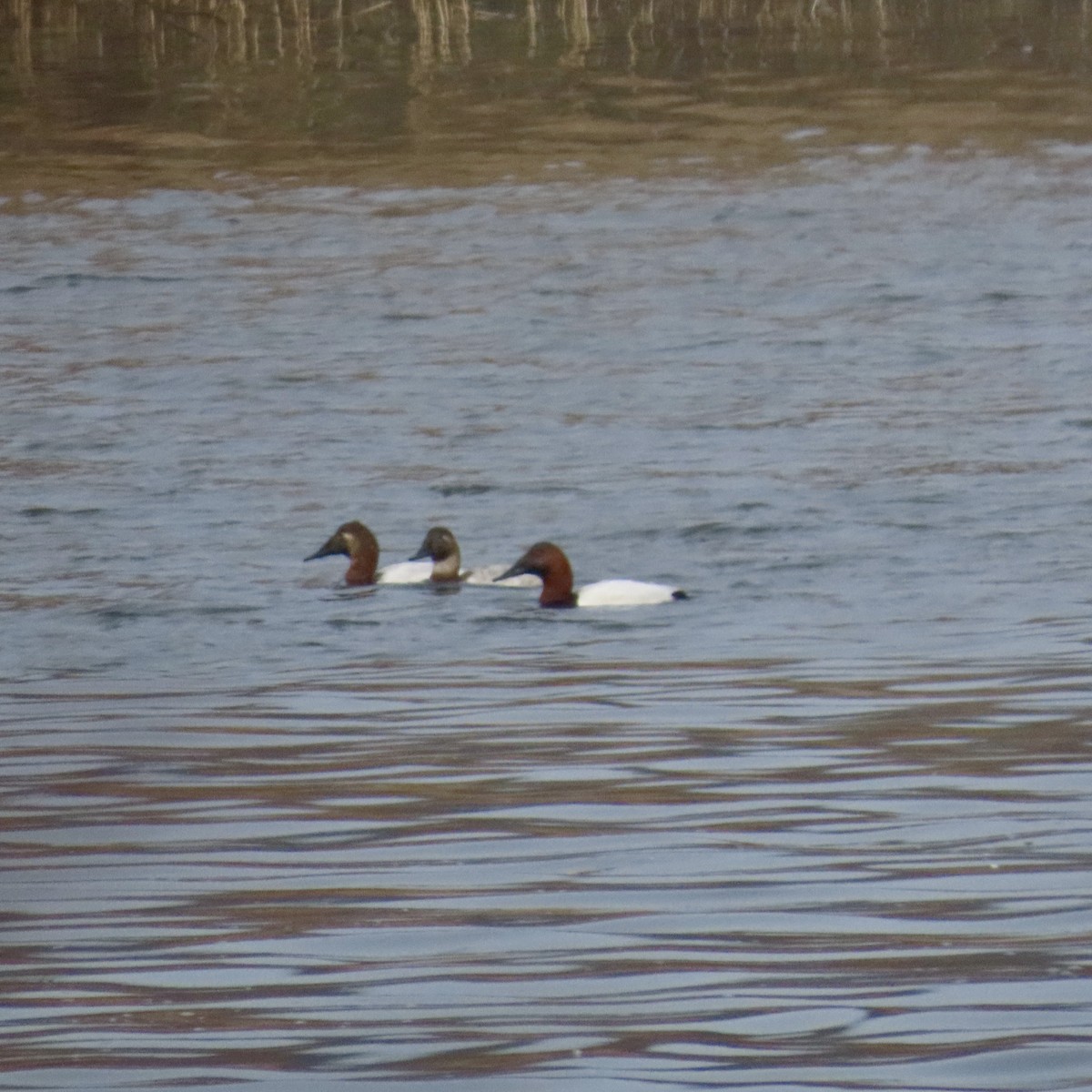 Canvasback - Richard Fleming