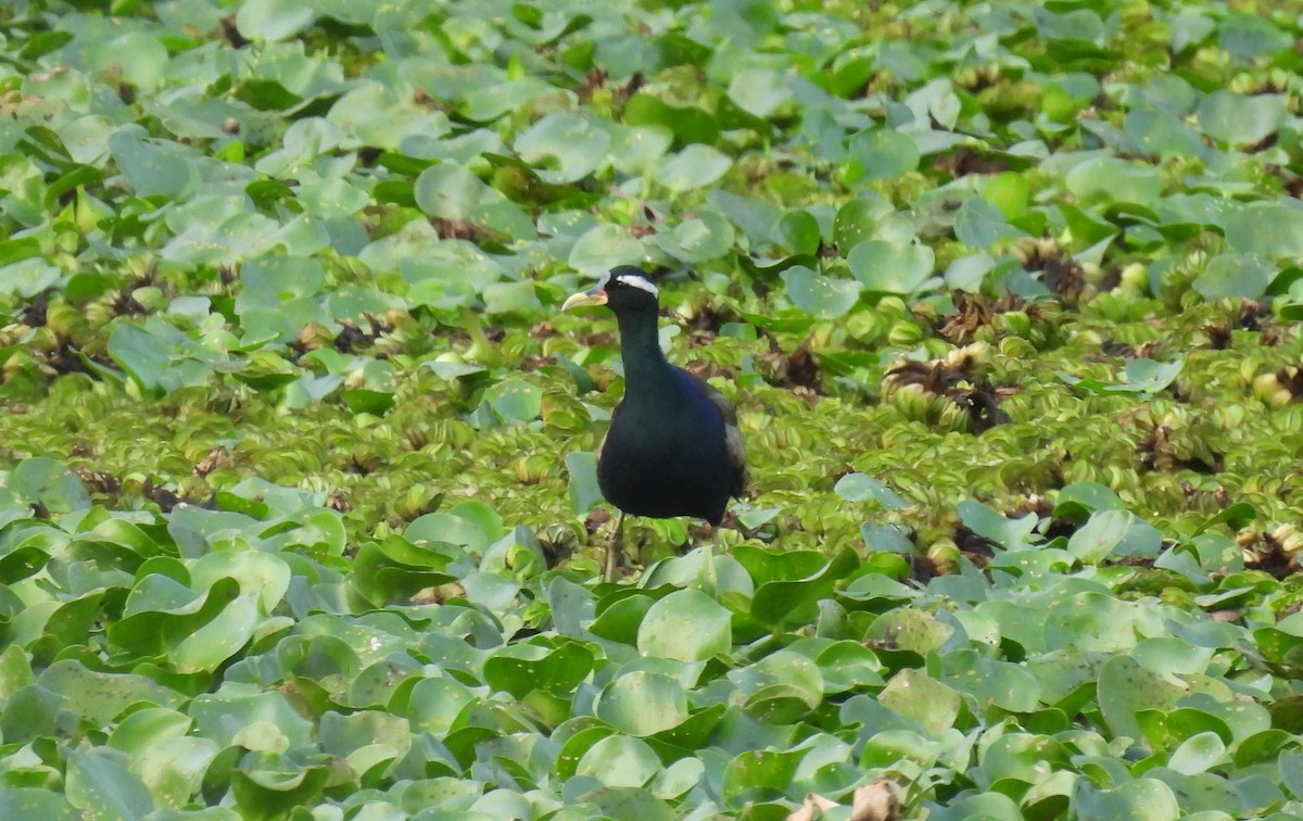 Bronze-winged Jacana - ML615404990