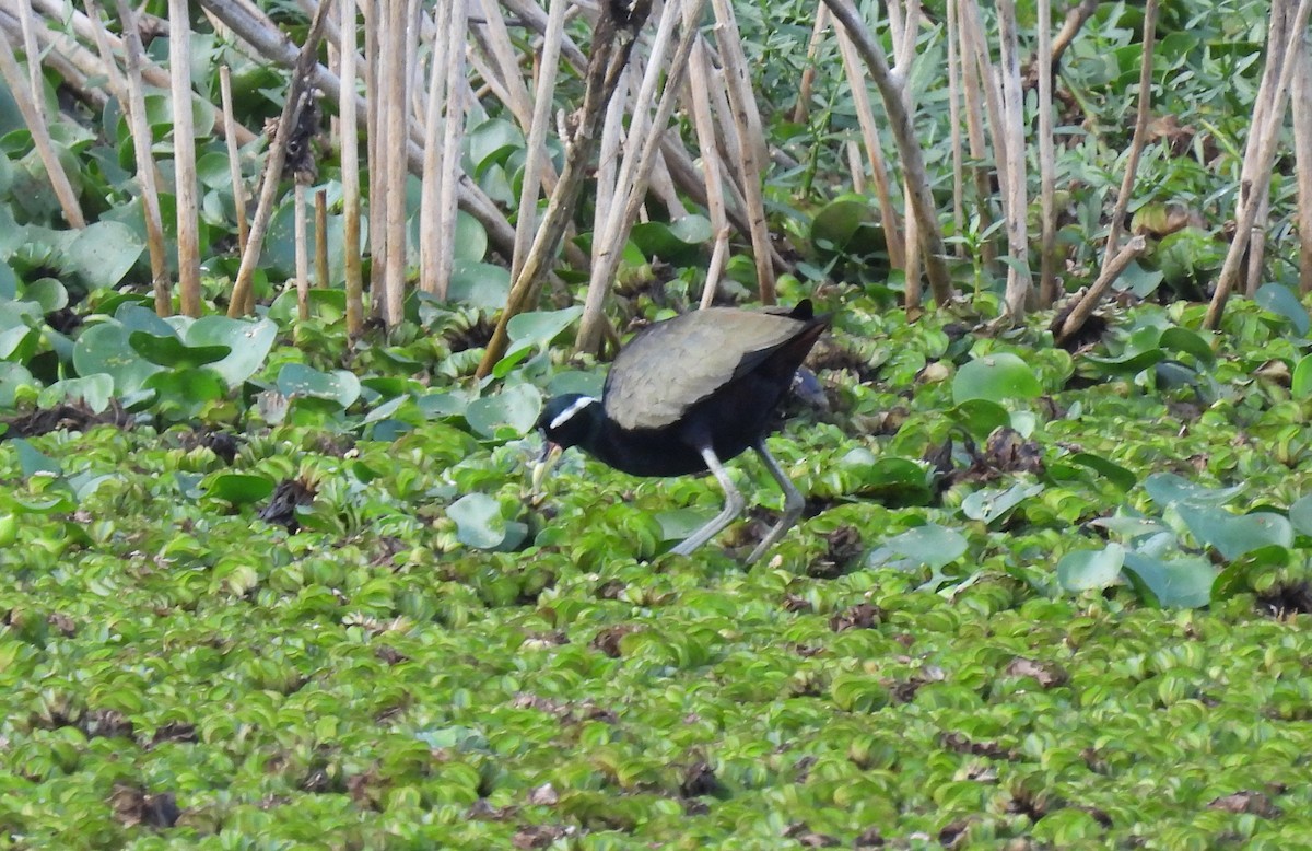 Bronze-winged Jacana - ML615404991