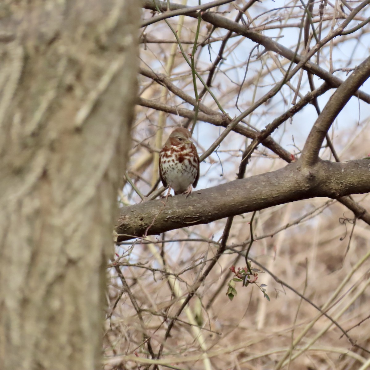 Fox Sparrow (Red) - Richard Fleming