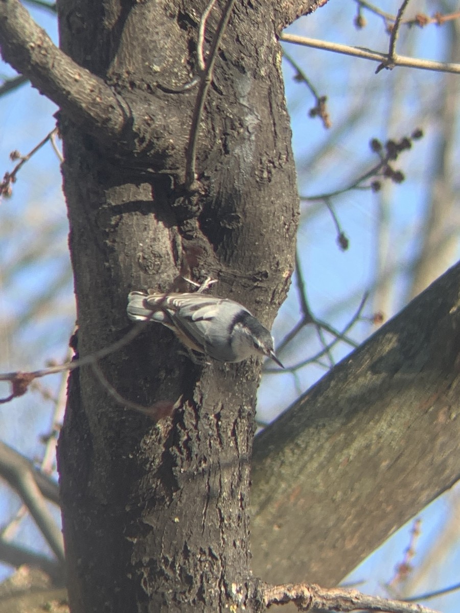 White-breasted Nuthatch - ML615405057