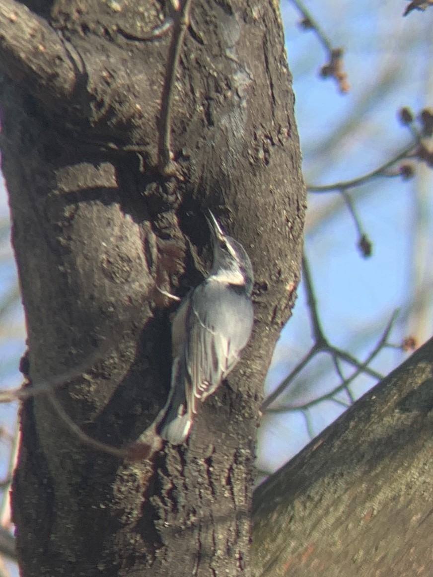 White-breasted Nuthatch - ML615405058