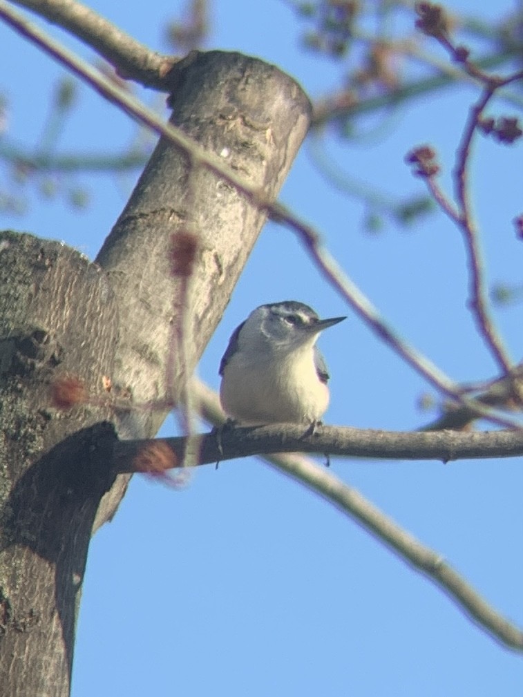 White-breasted Nuthatch - ML615405059