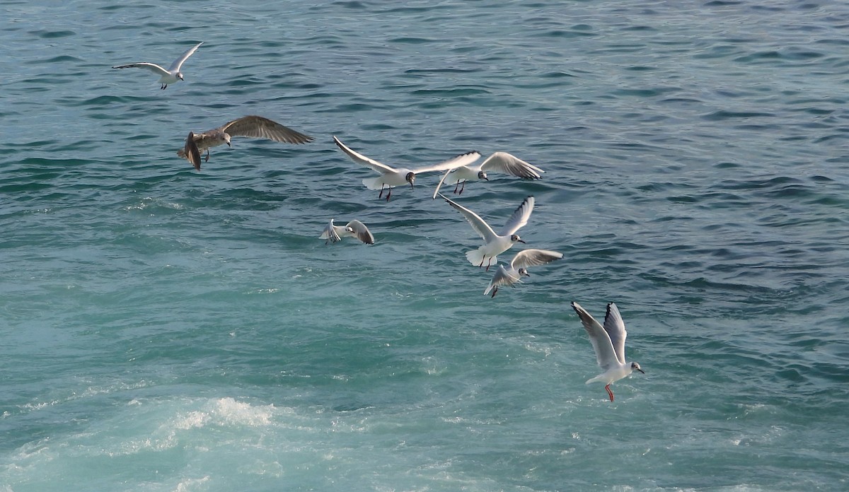 Mouette pygmée - ML615405077