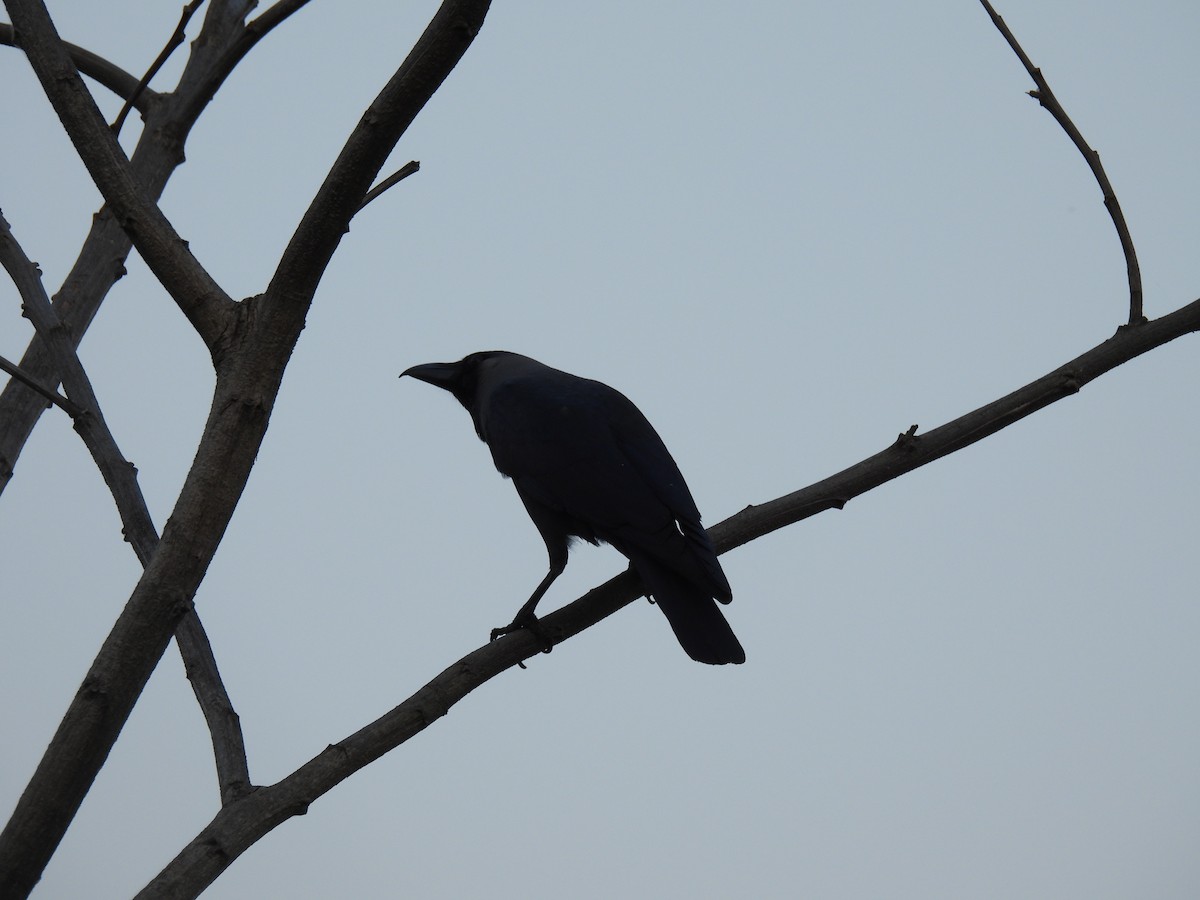 House Crow - ML615405080