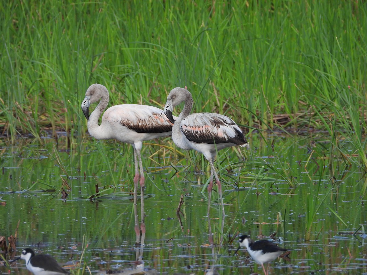 Chilean Flamingo - Kevin Jiménez Gonzáles