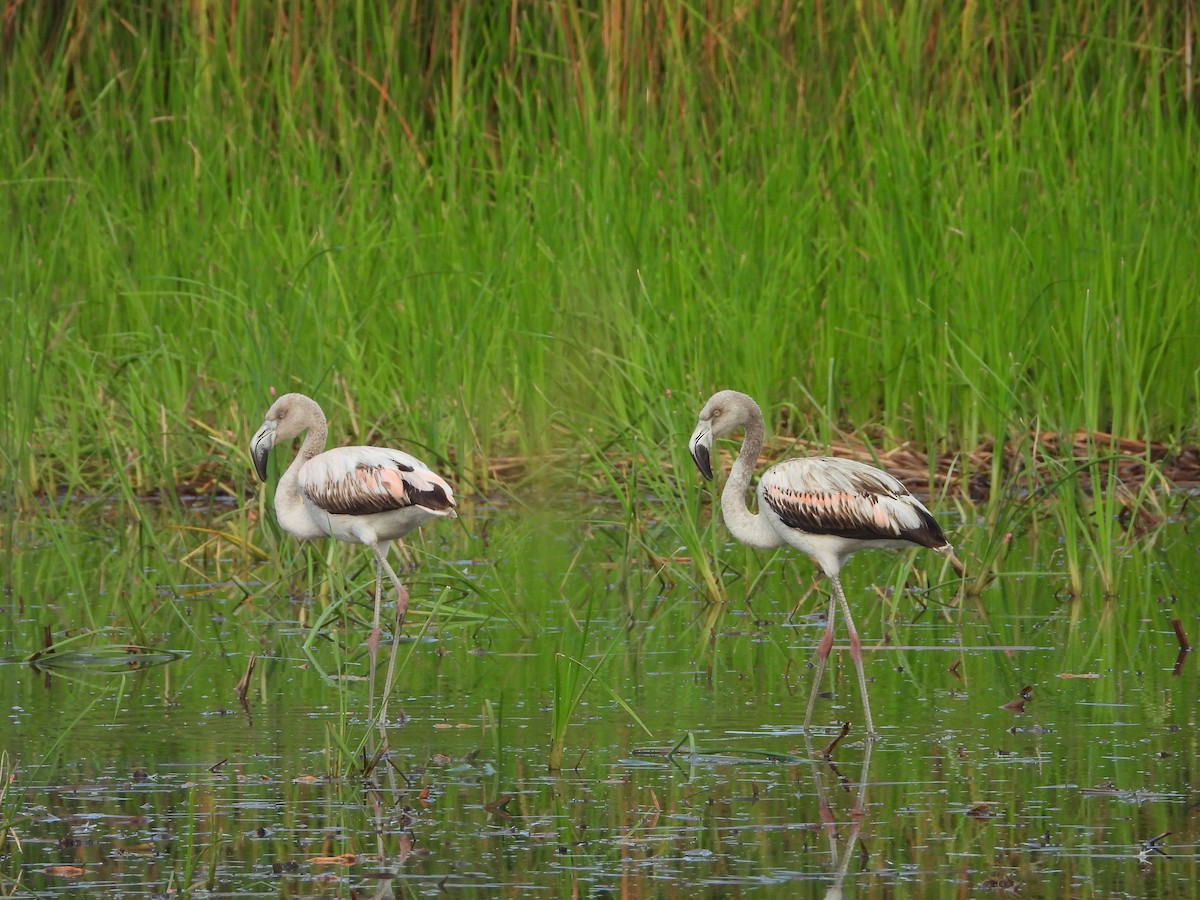 Chilean Flamingo - ML615405107