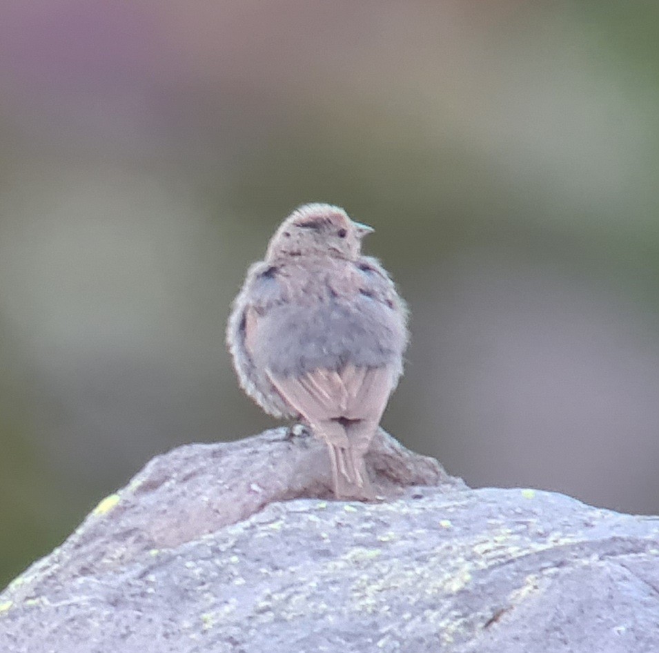 Plumbeous Sierra Finch - Tomás Saratscheff