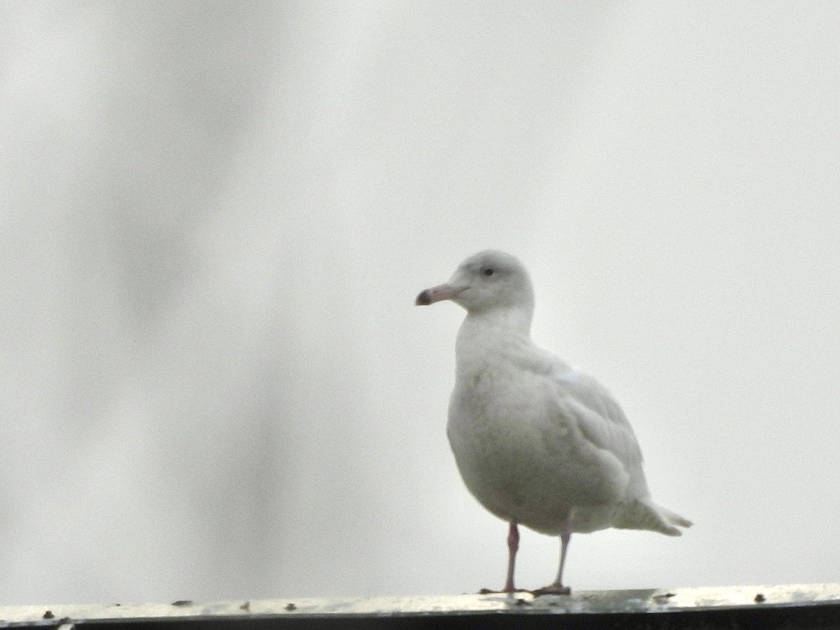 Glaucous Gull - ML615405188