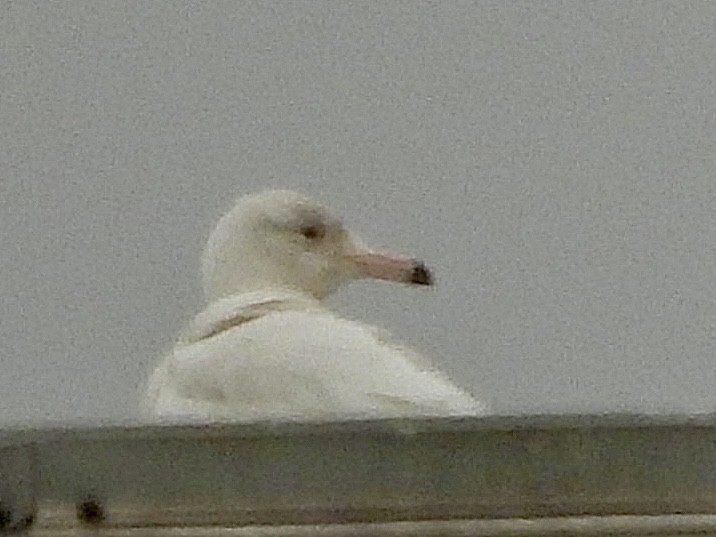 Glaucous Gull - ML615405189